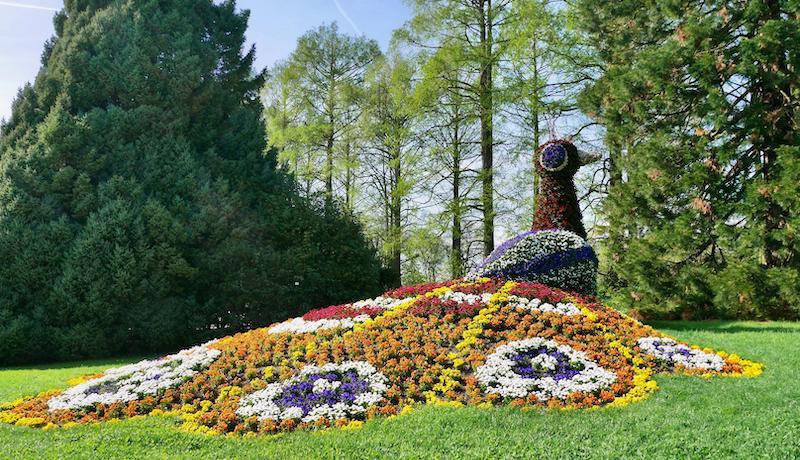 Dahlienbl&uuml;te auf der Insel Mainau (D)