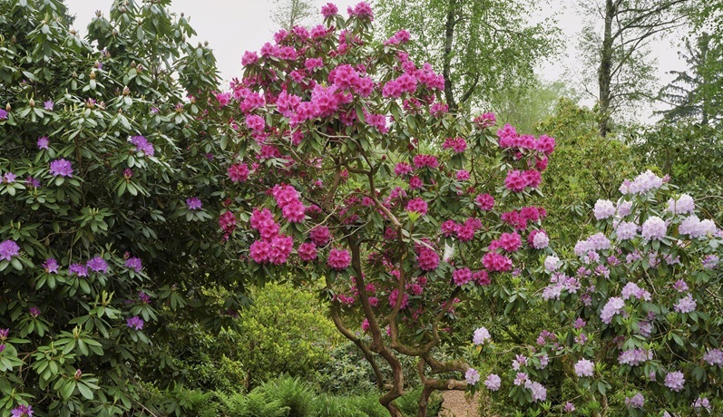 Seleger Moor in Rifferswil