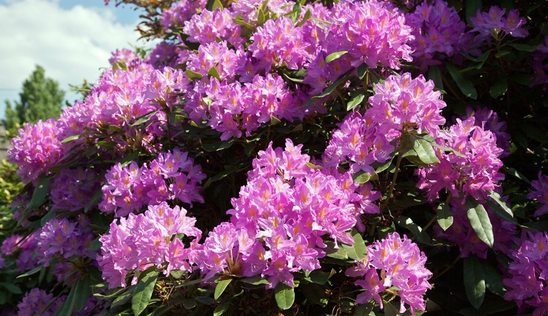 Seleger Moor in Rifferswil